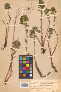 Молочай рощевый Rupr., Сибирь, Дальний Восток (S6) (Россия)