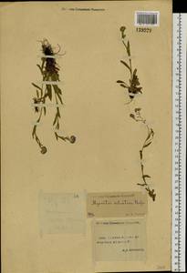 Незабудка лесная Ehrh. ex Hoffm., Сибирь, Якутия (S5) (Россия)