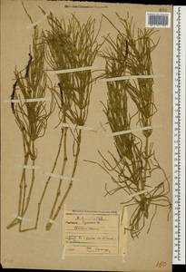 Хвощ полевой L., Кавказ, Грузия (K4) (Грузия)