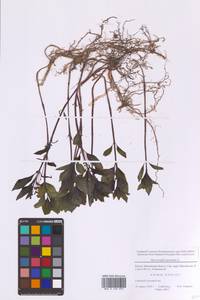 Пролесник многолетний L., Восточная Европа, Московская область и Москва (E4a) (Россия)