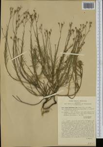 Linum salsoloides Lam., Западная Европа (EUR) (Италия)