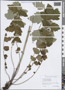 Таволга вязолистная (L.) Maxim., Восточная Европа, Волжско-Камский район (E7) (Россия)