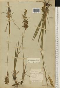 Anthoxanthum repens (Host) Veldkamp, Восточная Европа, Восточный район (E10) (Россия)