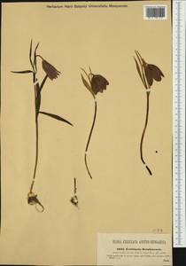 Fritillaria tubaeformis Gren. & Godr., Западная Европа (EUR) (Италия)