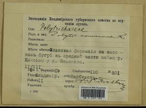Polytrichum commune Hedw., Гербарий мохообразных, Мхи - Центральное Нечерноземье (B6) (Россия)