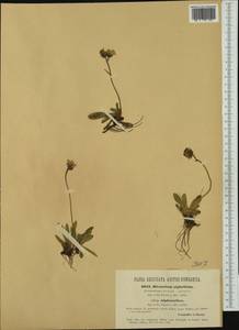 Pilosella corymbuloides (Arv.-Touv.) S. Bräut. & Greuter, Западная Европа (EUR) (Словения)