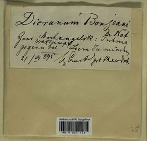 Dicranum bonjeanii De Not., Гербарий мохообразных, Мхи - Архангельская и Вологодская области, Коми, Ненецкий АО (B7) (Россия)