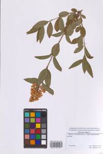 Бирючина обыкновенная L., Восточная Европа, Московская область и Москва (E4a) (Россия)