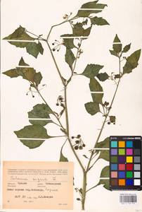 MHA 0 158 755, Паслен черный L., Восточная Европа, Средневолжский район (E8) (Россия)