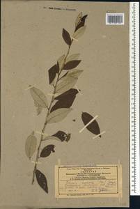 Prunus incana (Pall.) Batsch, Кавказ, Азербайджан (K6) (Азербайджан)