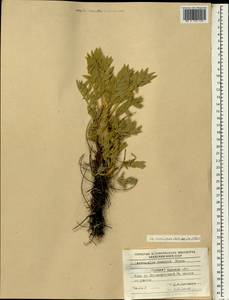 Astragalus cephalotes Banks & Solander, Зарубежная Азия (ASIA) (Турция)
