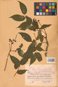 Бархат амурский Rupr., Сибирь, Дальний Восток (S6) (Россия)
