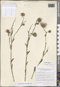 Чертополох курчавый L., Кавказ, Ставропольский край, Карачаево-Черкесия, Кабардино-Балкария (K1b) (Россия)