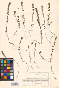 Euphrasia ×vernalis List, Восточная Европа, Московская область и Москва (E4a) (Россия)