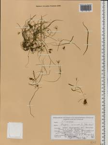 Гусиный лук малый (L.) Ker Gawl., Восточная Европа, Белоруссия (E3a) (Белоруссия)