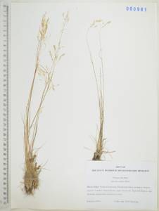 Полевица шероховатая Willd., Сибирь, Дальний Восток (S6) (Россия)