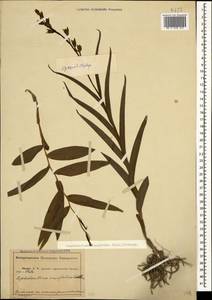 Пыльцеголовник длиннолистный (L.) Fritsch, Кавказ, Абхазия (K4a) (Абхазия)
