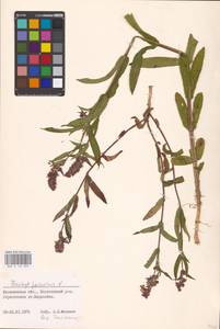 MHA 0 154 893, Чистец болотный L., Восточная Европа, Северо-Западный район (E2) (Россия)