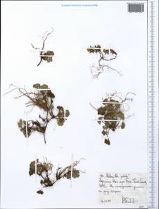 Alchemilla pedata Hochst. ex A. Rich., Африка (AFR) (Эфиопия)