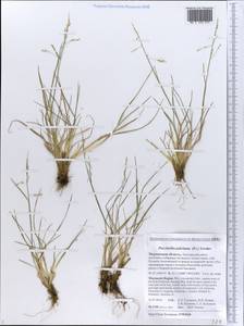 Puccinellia capillaris subsp. pulvinata (Fr.) Tzvelev, Восточная Европа, Северный район (E1) (Россия)