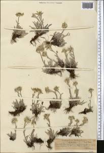 Leontopodium leontopodinum (DC.) Hand.-Mazz., Средняя Азия и Казахстан, Северный и Центральный Тянь-Шань (M4) (Казахстан)