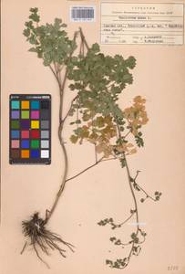 Bасилисник малый L., Восточная Европа, Северо-Украинский район (E11) (Украина)