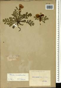 Мачок рогатый (L.) Rudolph, Кавказ, Грузия (K4) (Грузия)