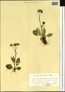 Пепельник тундровый (Tolm.) B. Nord., Сибирь, Западная Сибирь (S1) (Россия)