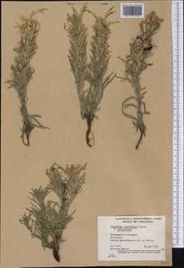 Castilleja sessiliflora Pursh, Америка (AMER) (Канада)