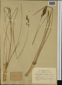 Festuca paniculata (L.) Schinz & Thell., Западная Европа (EUR) (Италия)