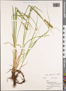 Carex vulpinoidea Michx., Восточная Европа, Московская область и Москва (E4a) (Россия)