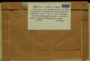 Polytrichum commune Hedw., Гербарий мохообразных, Мхи - Москва и Московская область (B6a) (Россия)
