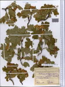 Боярышник пятипестичный Waldst. & Kit. ex Willd., Восточная Европа, Северо-Украинский район (E11) (Украина)