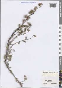 Колокольчик сарматский Ker Gawl., Кавказ, Ставропольский край, Карачаево-Черкесия, Кабардино-Балкария (K1b) (Россия)