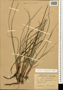 Carex flacca subsp. erythrostachys (Hoppe) Holub, Кавказ, Краснодарский край и Адыгея (K1a) (Россия)