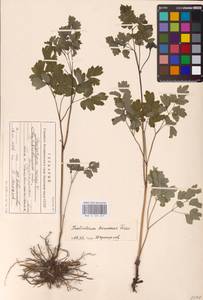 Bасилисник малый L., Восточная Европа, Восточный район (E10) (Россия)