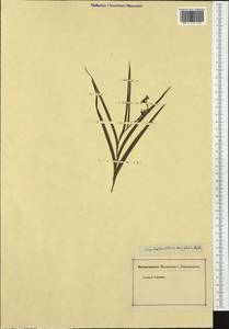 Пыльцеголовник длиннолистный (L.) Fritsch, Западная Европа (EUR) (Неизвестно)