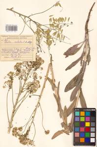 Вайда ребристая C.A.Mey., Восточная Европа, Средневолжский район (E8) (Россия)