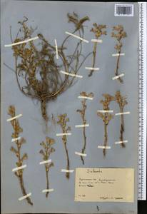 Заразиха, Средняя Азия и Казахстан, Копетдаг, Бадхыз, Малый и Большой Балхан (M1) (Туркмения)