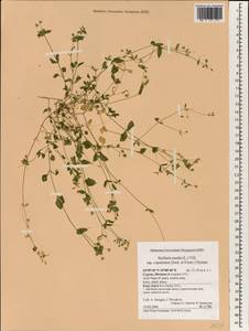 Stellaria cupaniana (Jordan & Fourr.) Beguinot, Зарубежная Азия (ASIA) (Кипр)