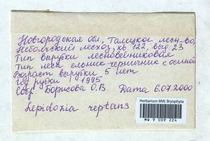 Lepidozia reptans (L.) Dumort., Гербарий мохообразных, Мхи - Новгородская и Псковская области (B5) (Россия)
