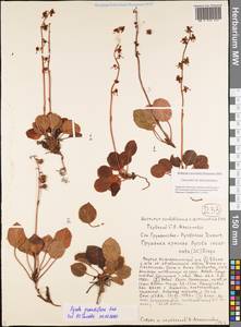 Pyrola asarifolia subsp. incarnata (DC.) A. E. Murray, Сибирь, Якутия (S5) (Россия)