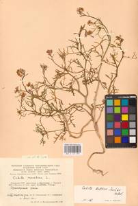 Морская горчица морская Scop., Восточная Европа, Литва (E2a) (Литва)