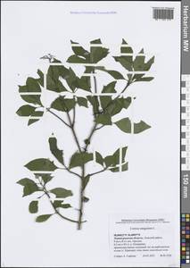 Cornus sanguinea subsp. sanguinea, Восточная Европа, Северо-Западный район (E2) (Россия)