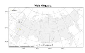 Viola klingeana, Viola ×klingeana Ronniger, Атлас флоры России (FLORUS) (Россия)