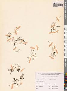 Лютик волосолистный, Шелковник волосолистный Chaix, Сибирь, Чукотка и Камчатка (S7) (Россия)