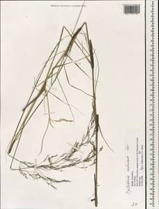Achnatherum miliaceum (L.) P.Beauv., Зарубежная Азия (ASIA) (Израиль)