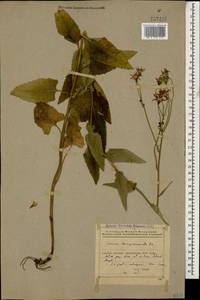 Caucasalia parviflora (M. Bieb.) B. Nord., Кавказ, Азербайджан (K6) (Азербайджан)