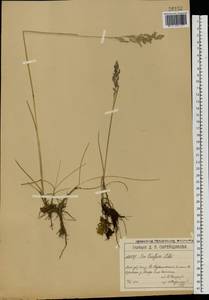 Poa pratensis subsp. turfosa (Litv.) Vorosch., Восточная Европа, Московская область и Москва (E4a) (Россия)