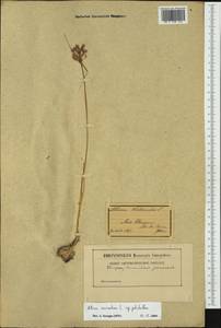 Allium carinatum subsp. pulchellum (G.Don) Bonnier & Layens, Западная Европа (EUR) (Италия)